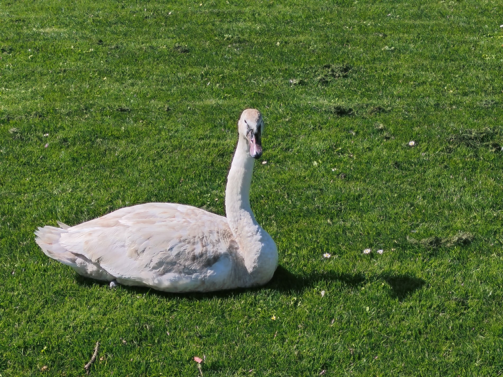 Svane på plænen ved Slotssøbadet - April 2026