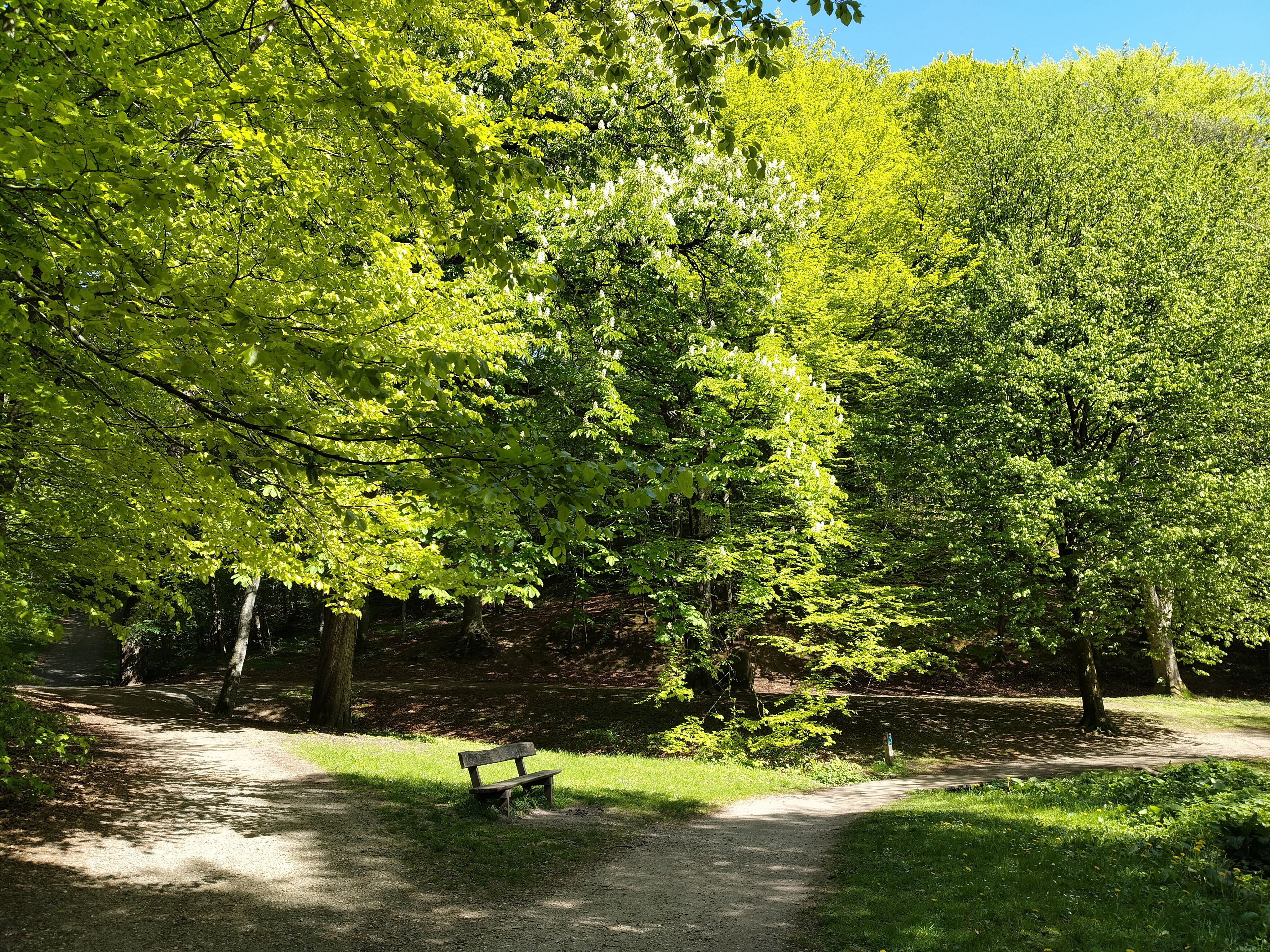 Marielund Skoven - Maj 2025