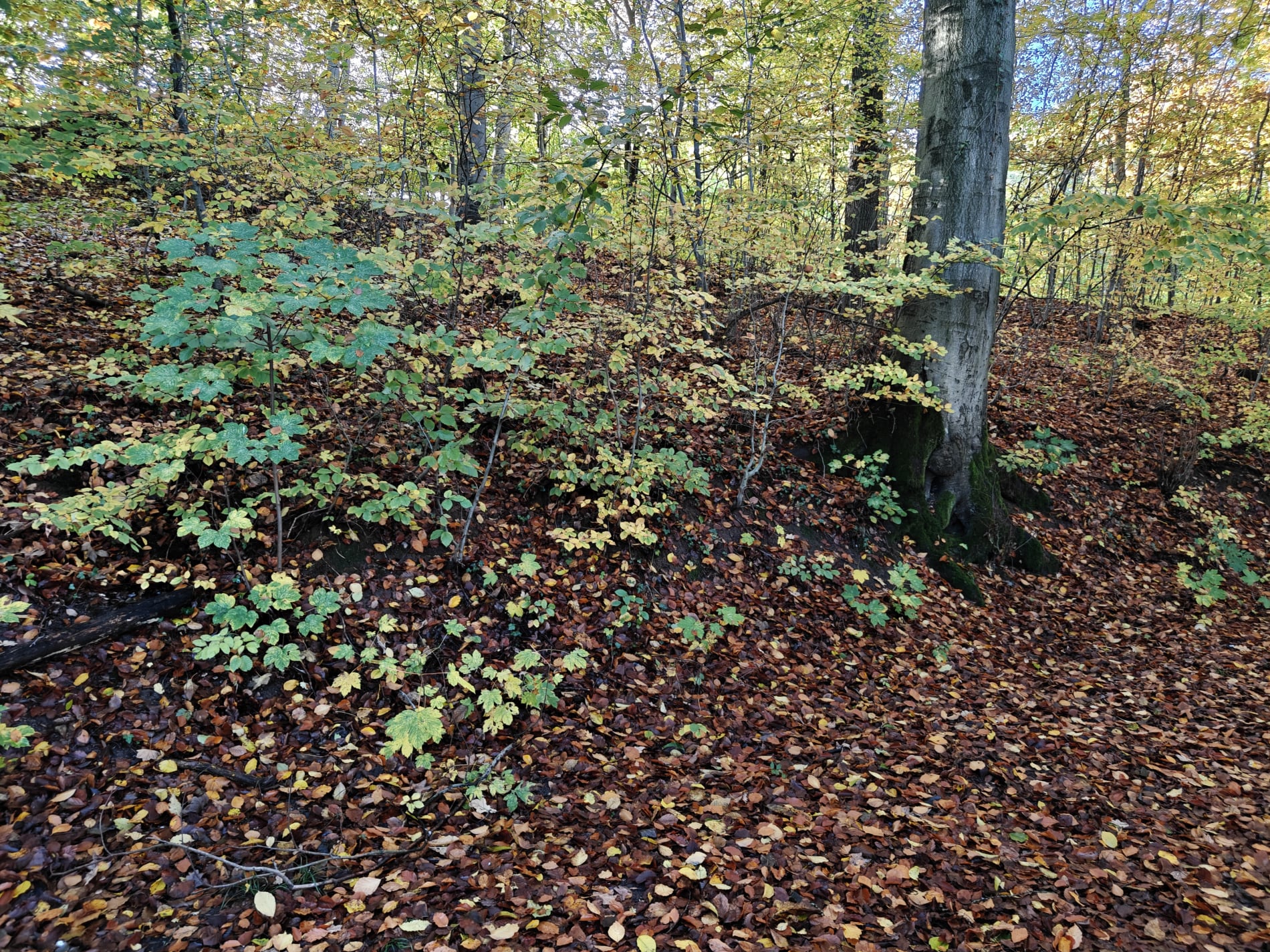 Marielund Efterår 2025