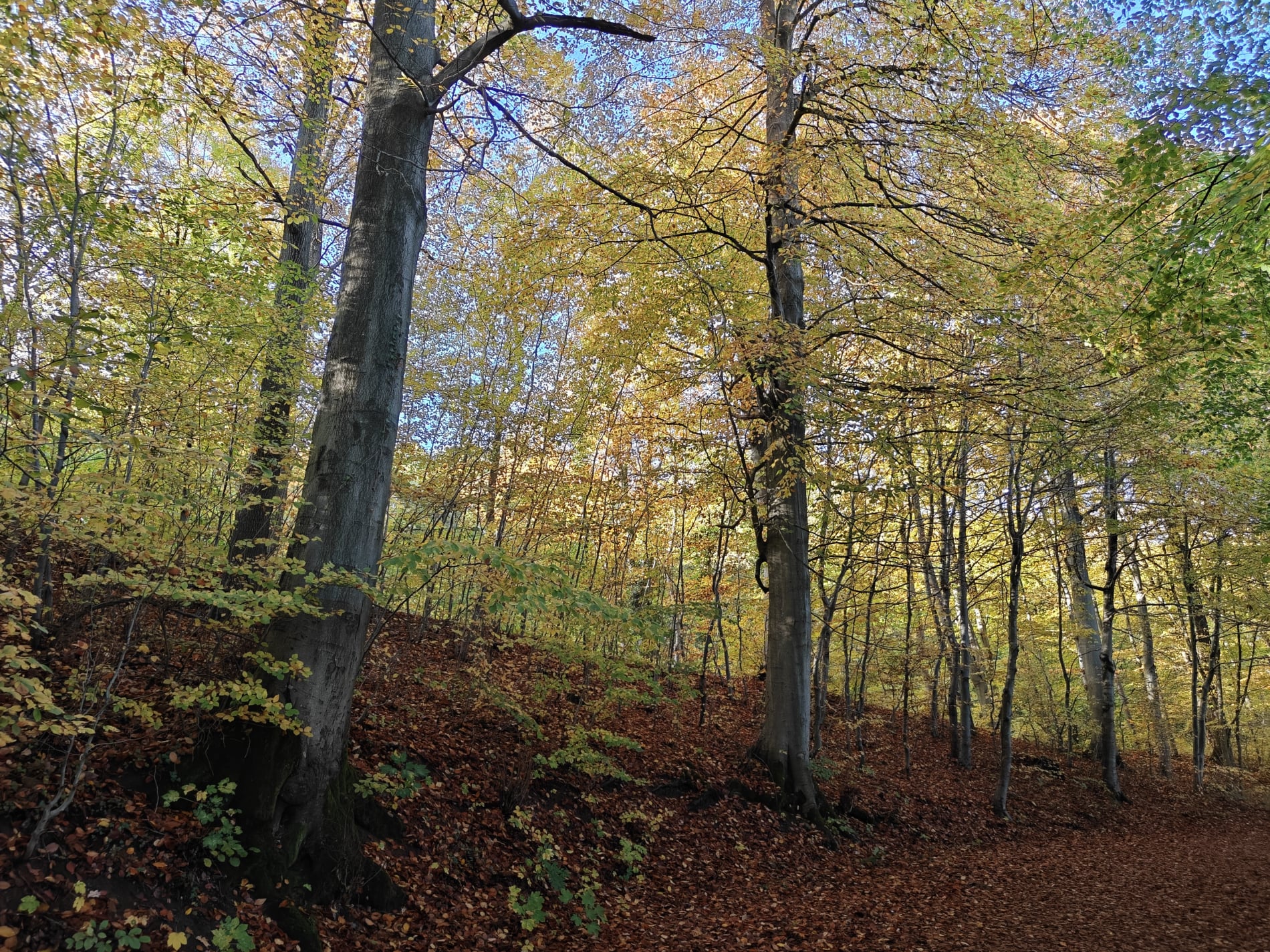 Marielund Efterår 2025