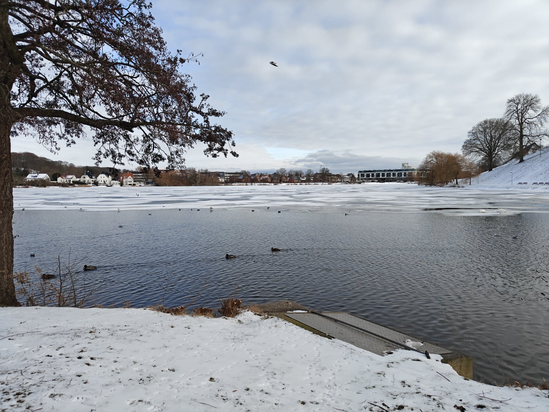 Slotssøen - Februar 2026